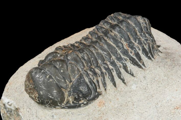 Bargain, Crotalocephalina Trilobite - Atchana, Morocco #119888